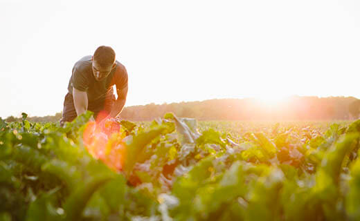 Prepare for Career Success in Agribusiness 