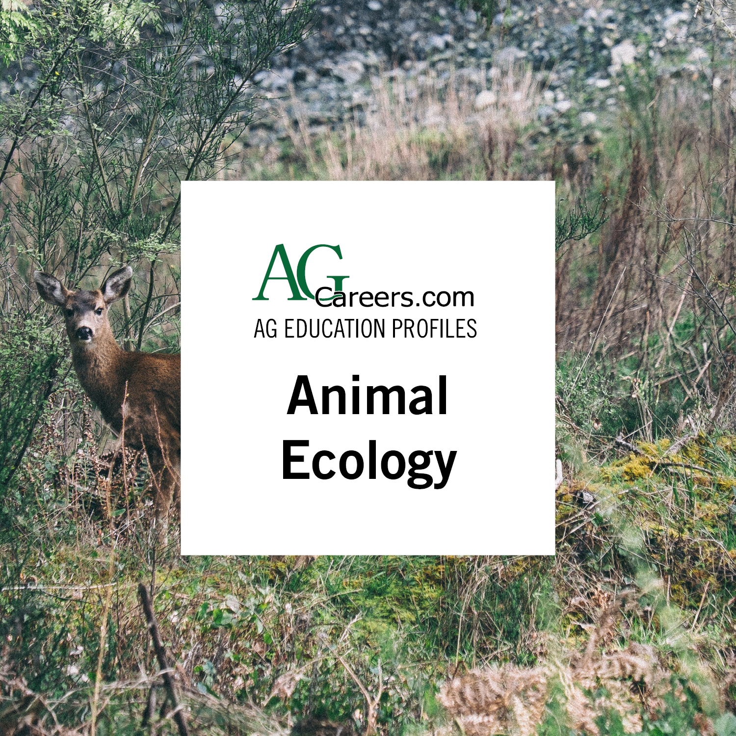animal ecology education profile agcareers com