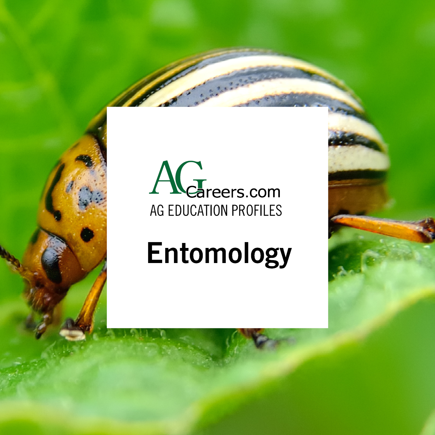 Entomology | Education Profile | AgCareers.com