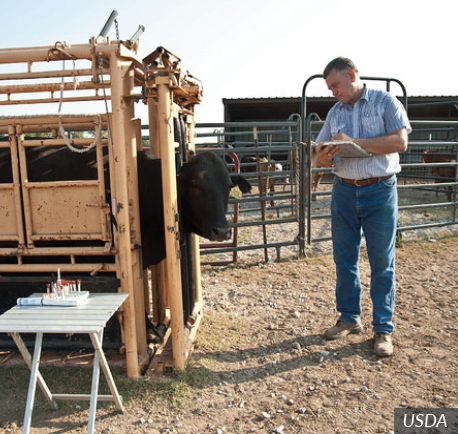 ruminant nutritionist career profile agcareers com animal nutritionist